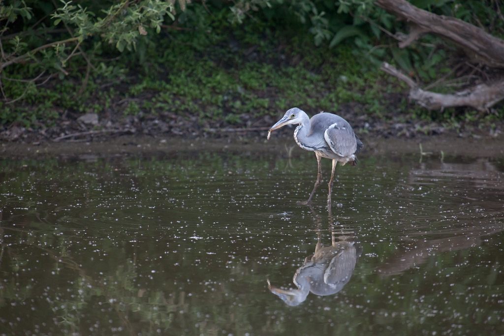 IMG_3427.jpg - Héron Cendré
