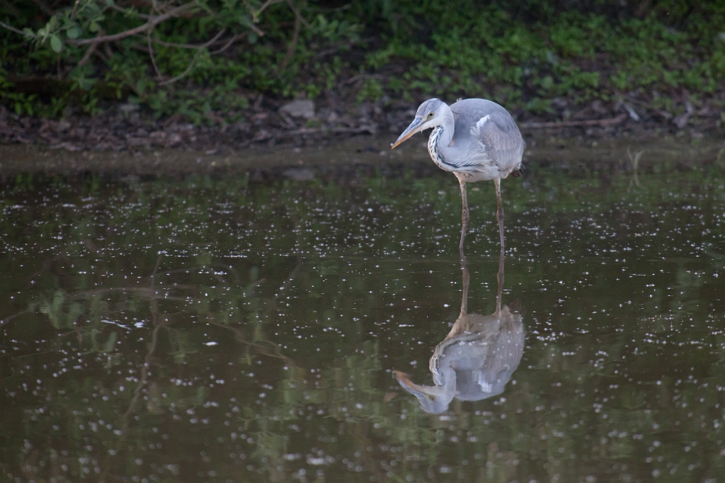 IMG_3490.jpg - Héron Cendré