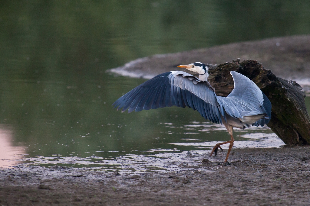 IMG_3492.jpg - Héron Cendré