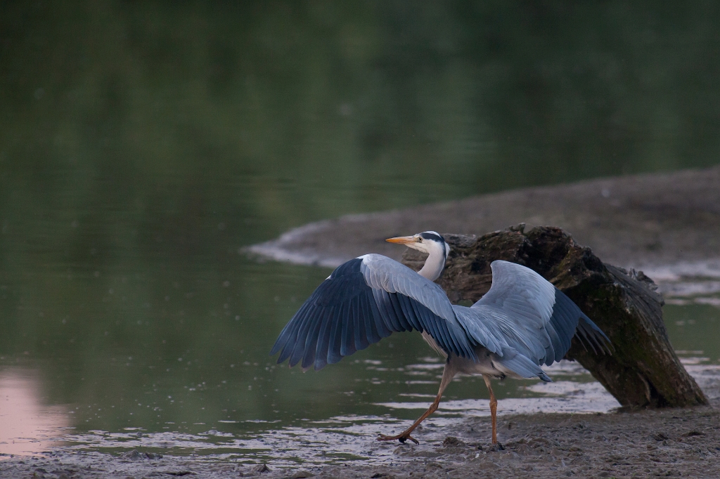 IMG_3493.jpg - Héron Cendré