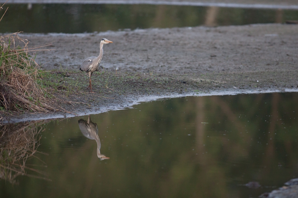 IMG_3516.jpg - Héron Cendré