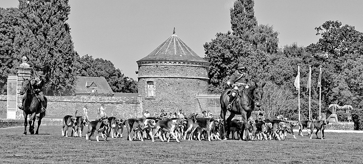 IMG_3538.jpg - Meute de chiens tricolores