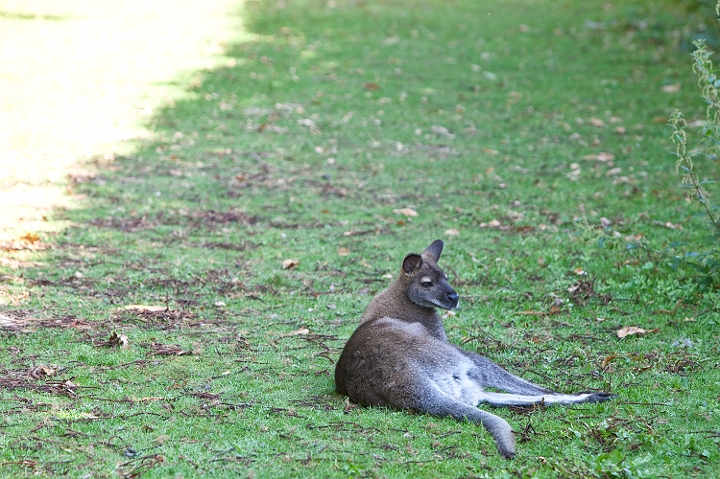 IMG_7723.jpg - Wallaby de Bennett