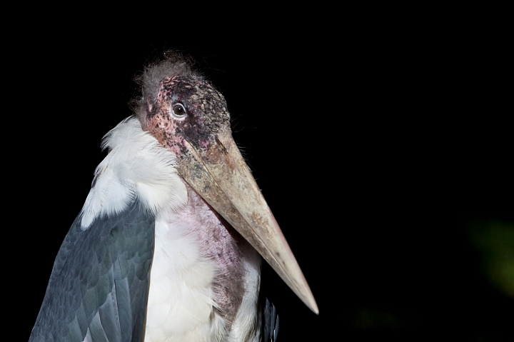 IMG_7735.jpg - Marabout d'Afrique