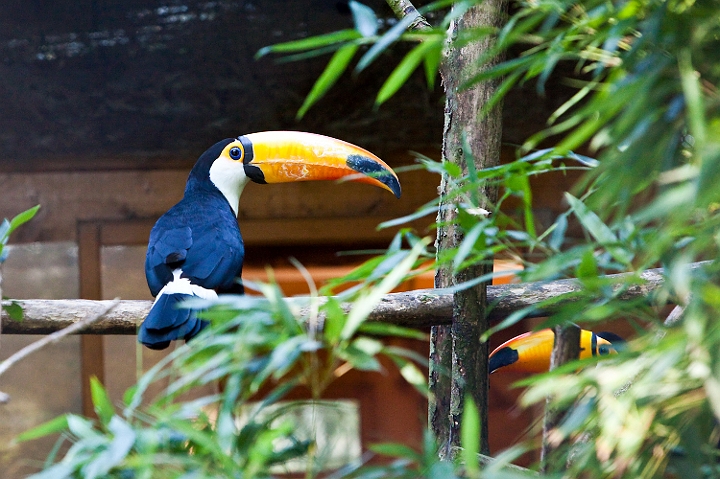 IMG_7746.jpg - Toucan toco