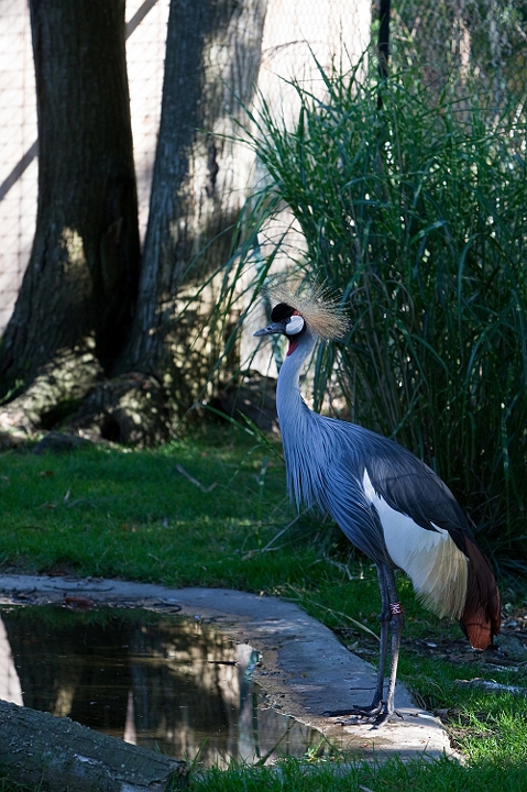 IMG_7751.jpg - Grue couronnée grise