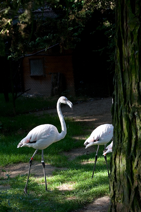 IMG_7753.jpg - Flamant du Chili