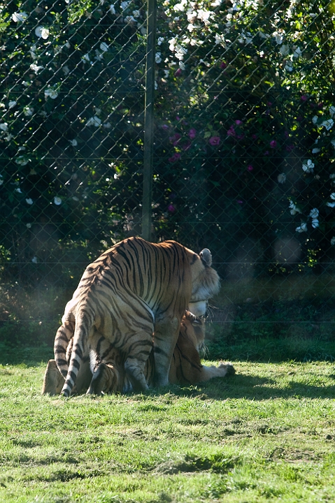 IMG_7759.jpg - Tigre de sibérie