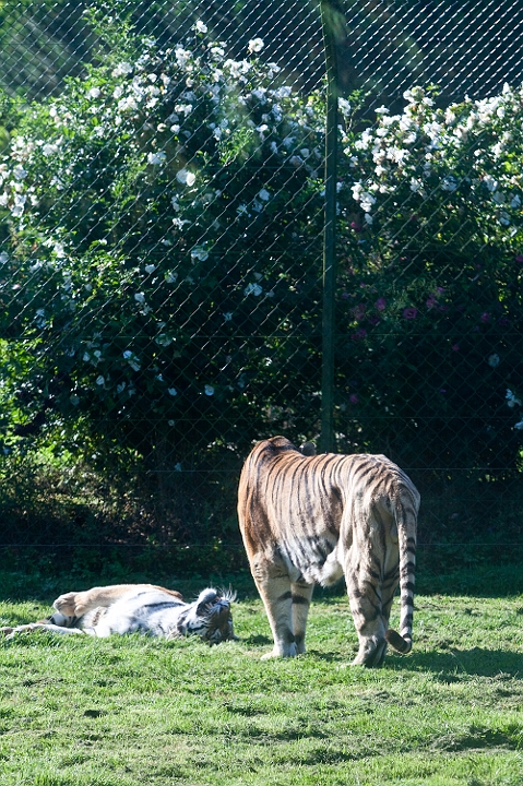 IMG_7762.jpg - Tigre