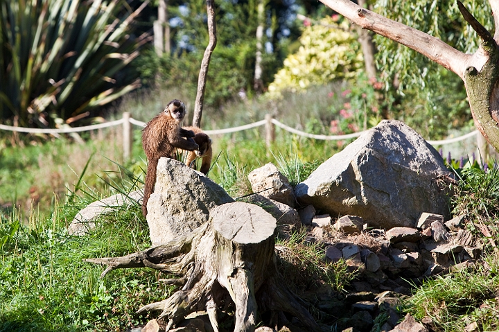 IMG_7772.jpg - Sapajou capucin