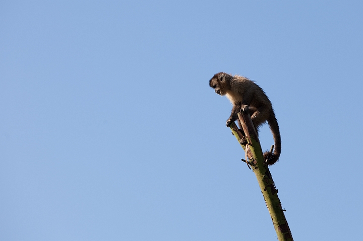 IMG_7782.jpg - Sapajou capucin