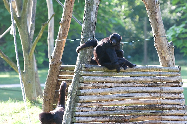 IMG_7788.jpg - Atèle noir de Colombie