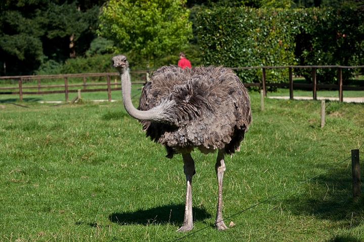 IMG_7836.jpg - Autruche d'Afrique femelle