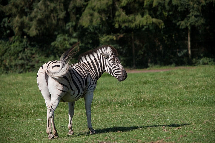 IMG_7839.jpg - Zèbre de Chapman