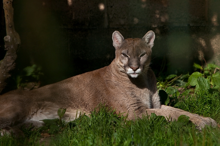IMG_7845.jpg - Puma