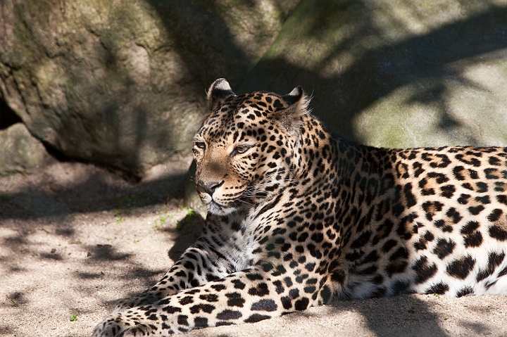 IMG_7848.jpg - Panthère tachetée