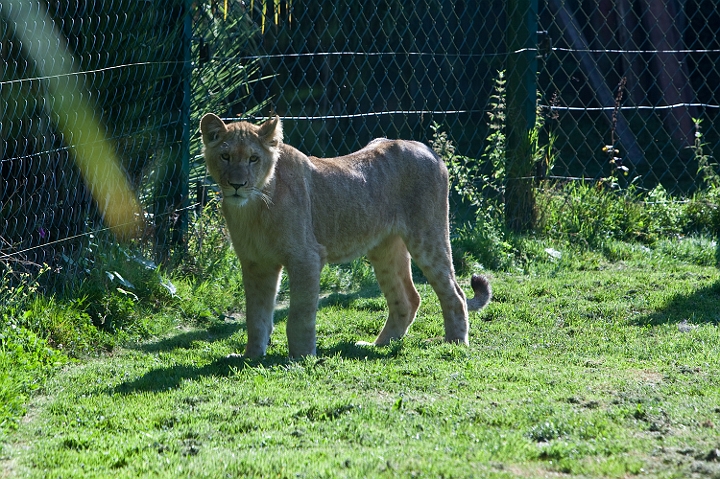 IMG_7859.jpg - Lion