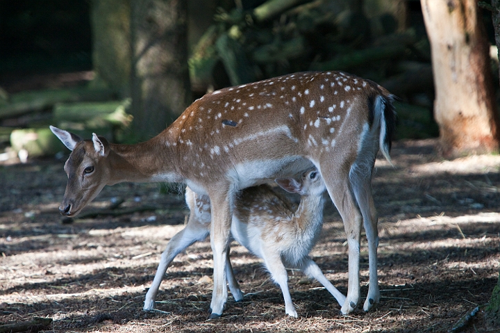 IMG_7893.jpg - daims mouchetés