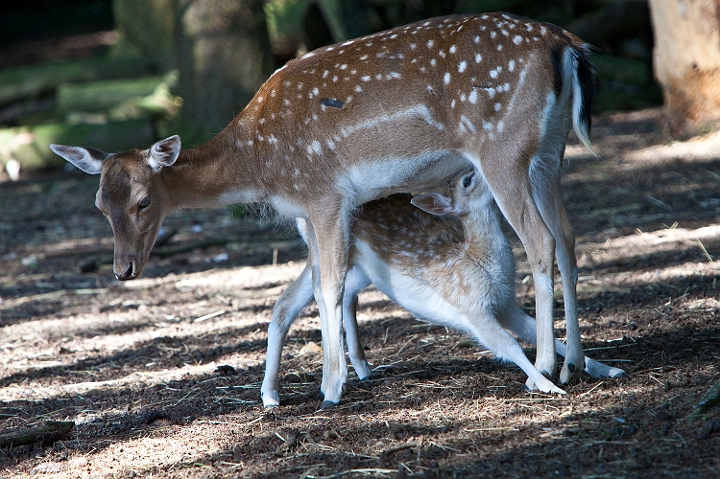 IMG_7895.jpg - Dans Bambi la mère  meurt ? ptet chassée par la meute du coin :)