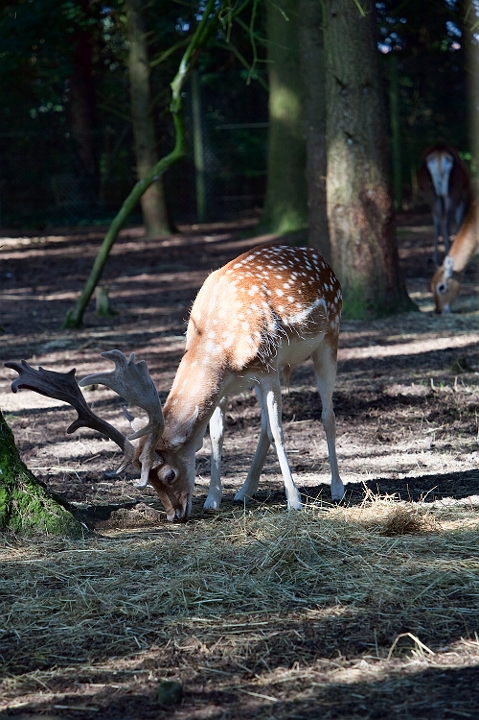 IMG_7916.jpg - daims mouchetés