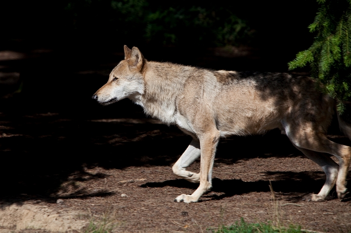 IMG_7941.jpg - Loup d'Europe