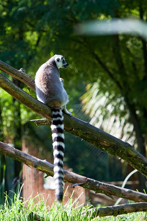 IMG_7948.jpg - maki catta