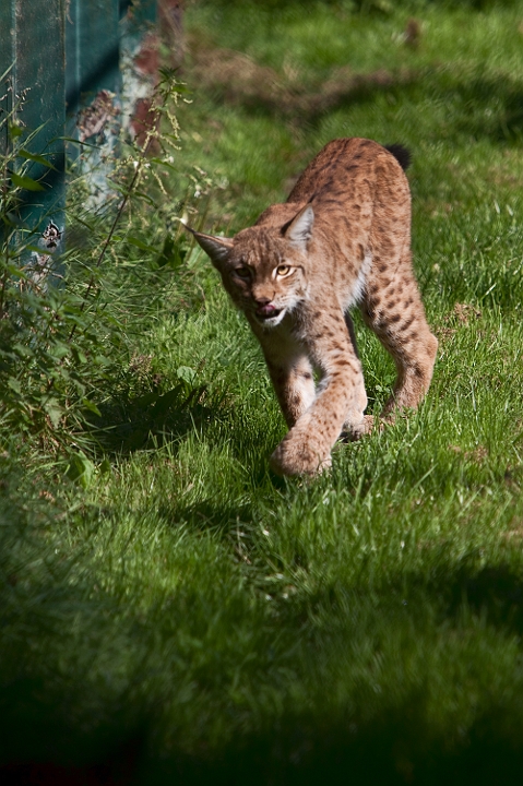 IMG_7962.jpg - Lynx européen