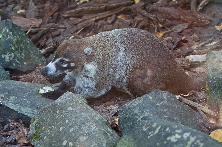 IMG_7965.jpg - Coati à nez blanc