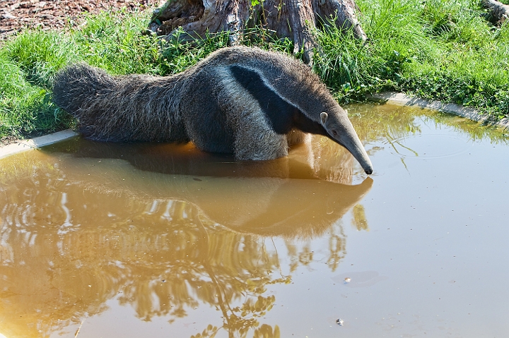 IMG_7991.jpg - Tamanoir ou fourmilier géant