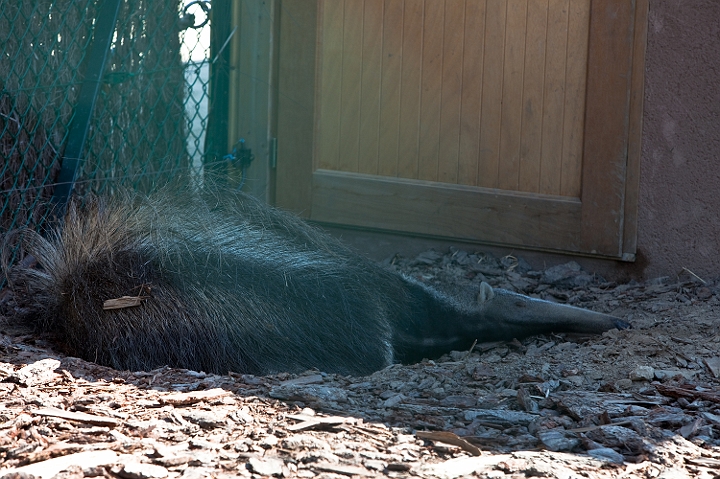 IMG_8070.jpg - Tamanoir ou fourmilier géant