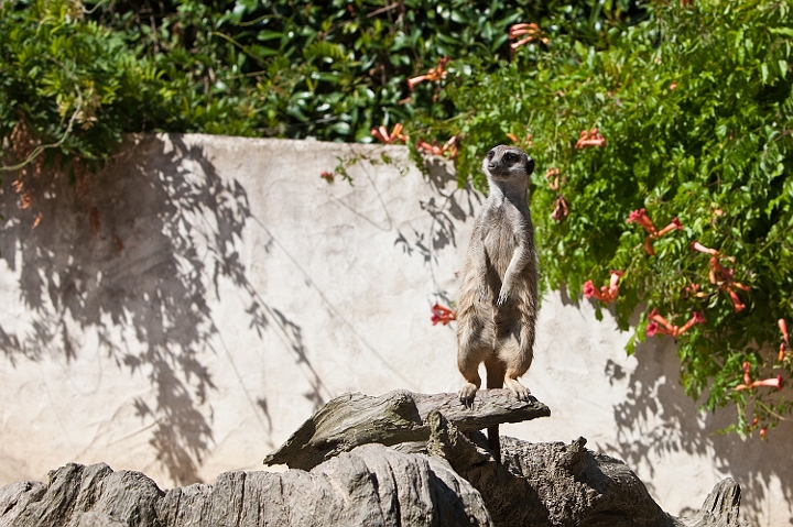 IMG_8105.jpg - Suricate