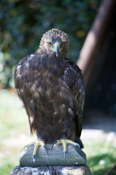 IMG_8111.jpg - Aigle Royal