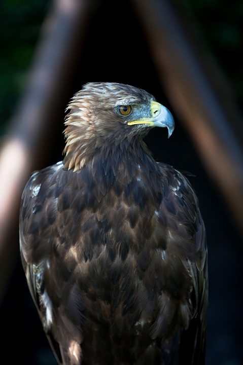 IMG_8120.jpg - Aigle Royal