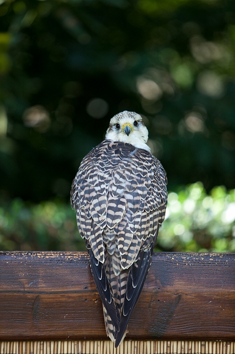 IMG_8127.jpg - faucon