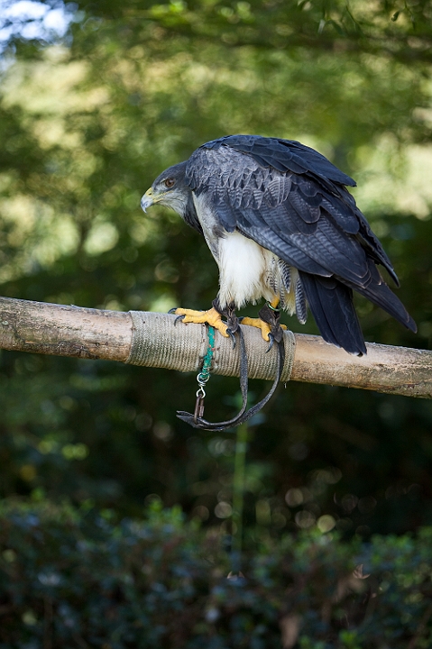 IMG_8135.jpg - Aigle Bleu du chili