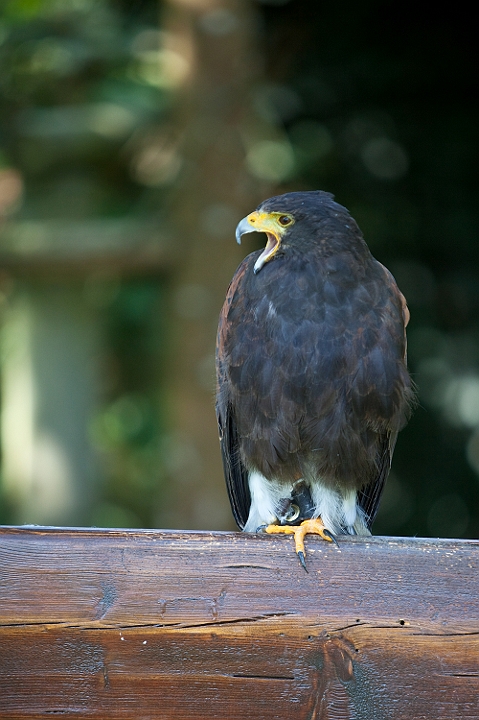 IMG_8149.jpg - Buse de harris