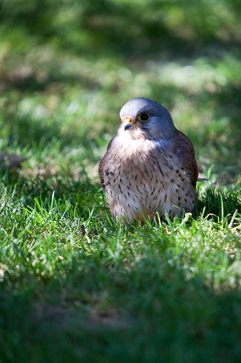 IMG_8225.jpg - Faucon crecerelle