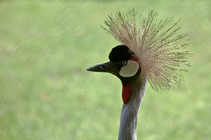 IMG_8346.jpg - Grue couronnée