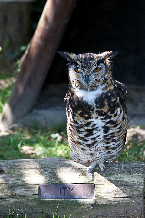 IMG_8413.jpg - hiboux