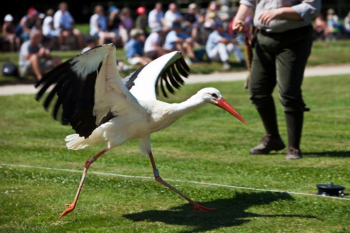 IMG_8569.jpg - cigogne Blanche
