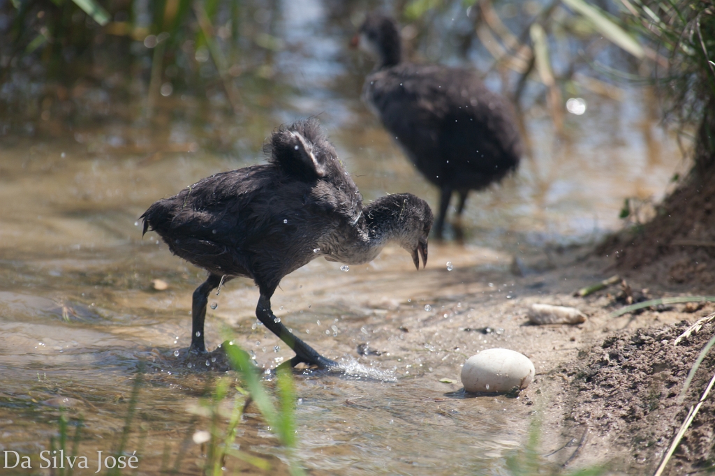 IMG_5057.jpg - bébés foulques