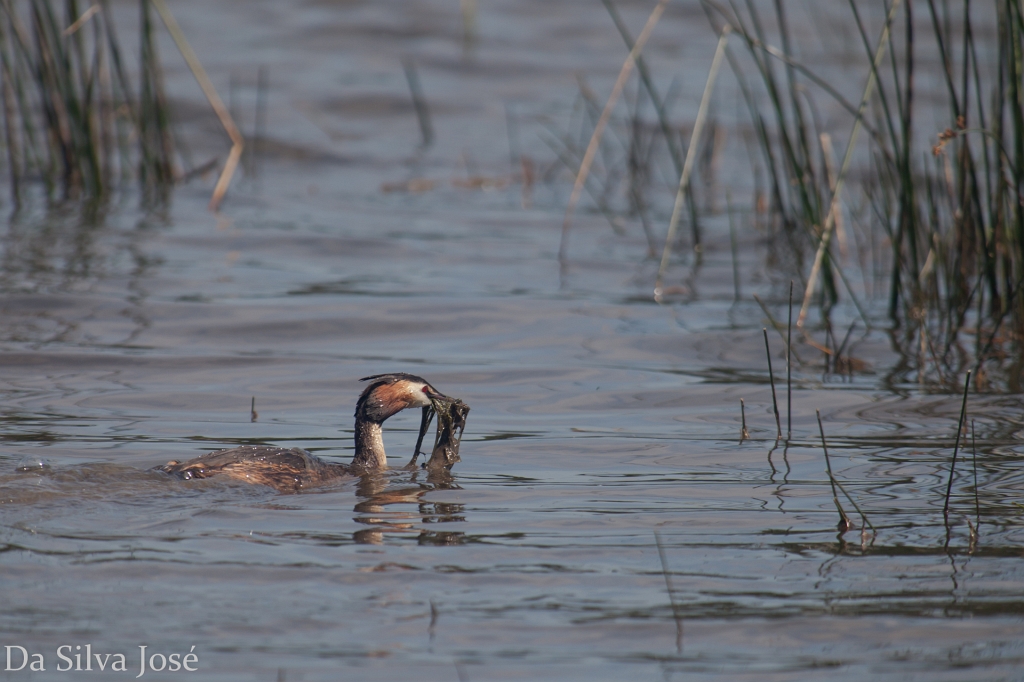 IMG_5084.jpg - ils étaient tous en pleine consolidation de nids