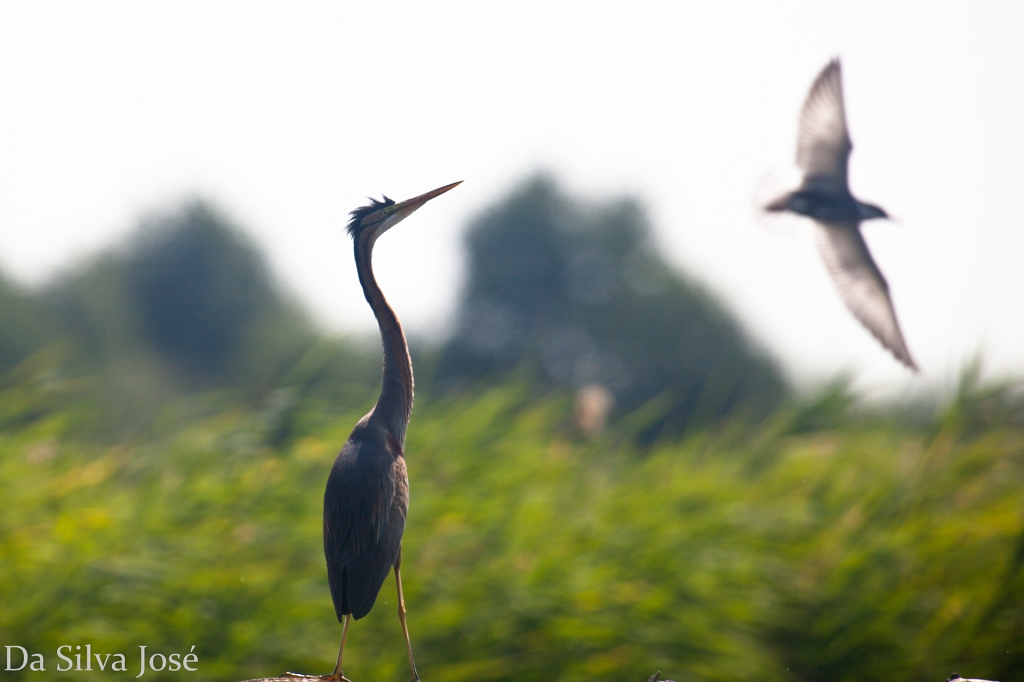 IMG_5676.jpg - Héron pourpré