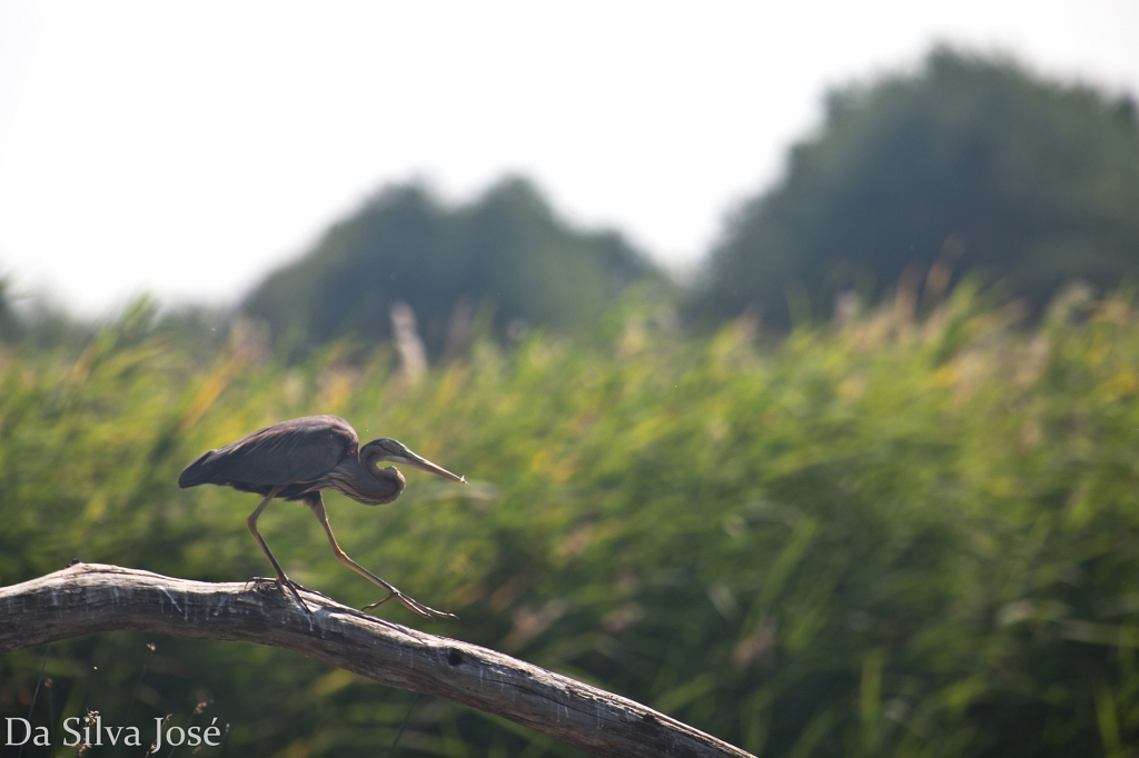 IMG_5759.jpg - Héron pourpré