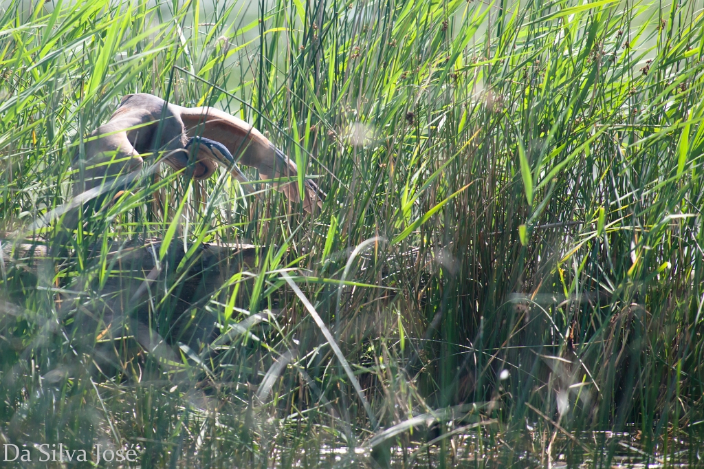 IMG_5811.jpg - Héron pourpré  en pleine chasse !