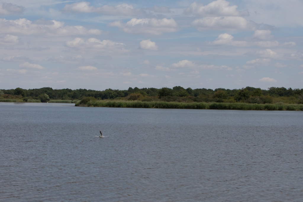 IMG_1555.jpg - pendant un panoramique un poisson en a profité pour essayer de bronzer un peu :)