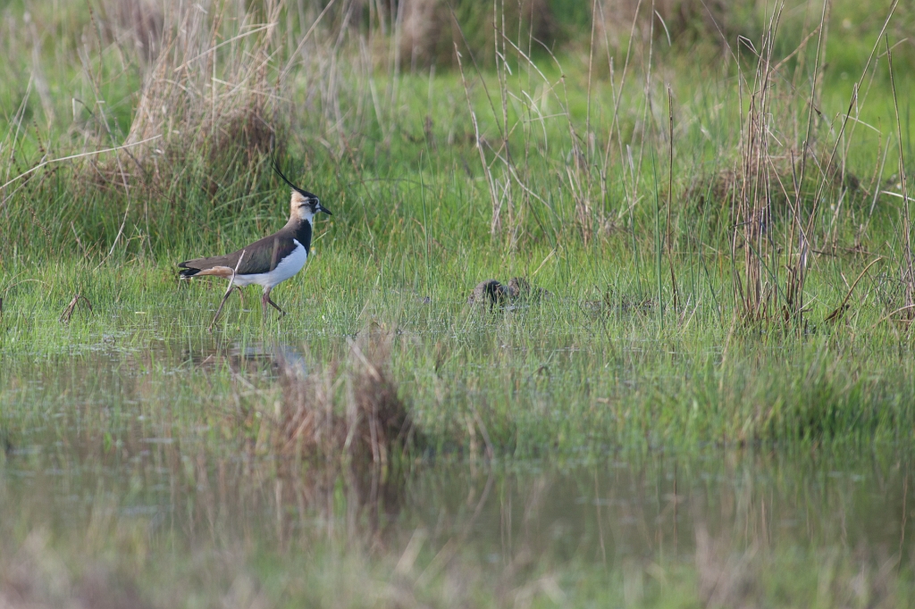 IMG_8879.jpg - Vanneau huppé