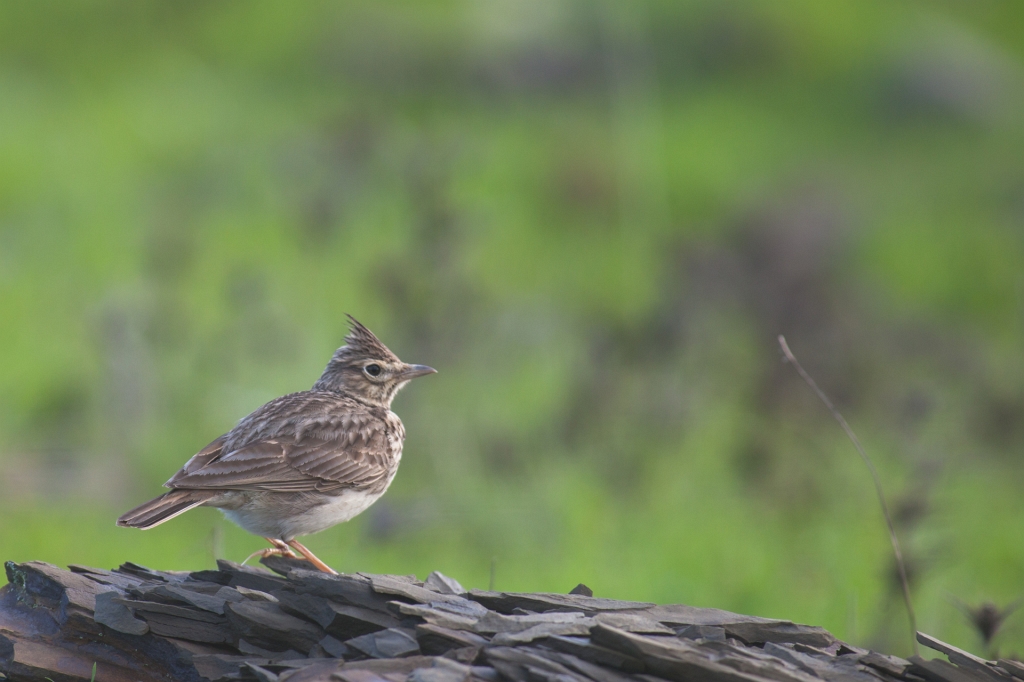 IMG_8888.jpg - Cochevis de Thékla