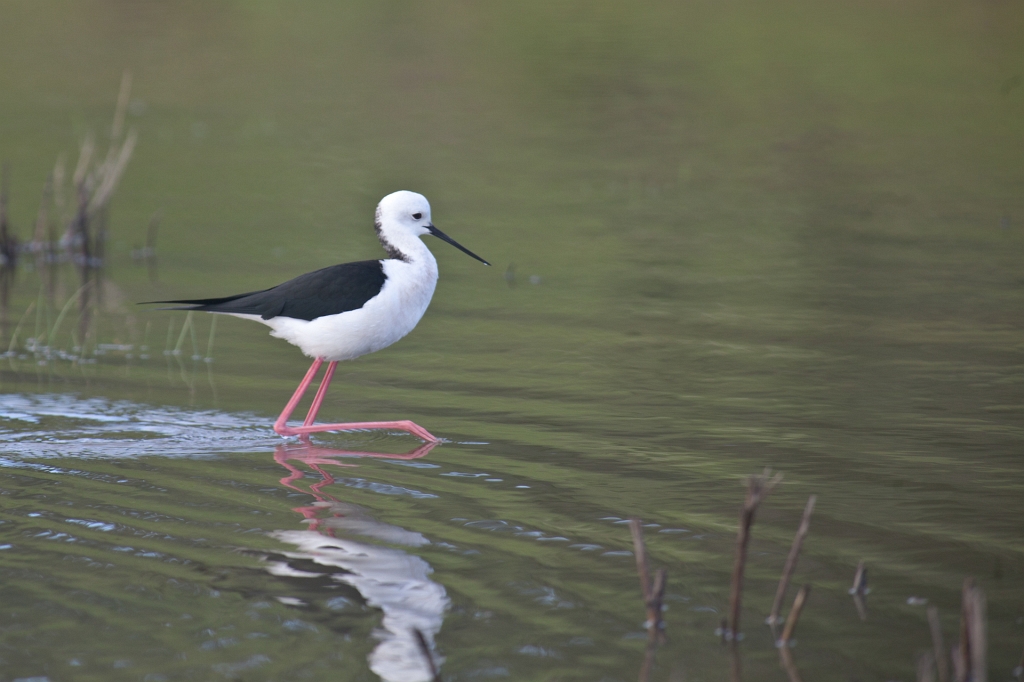 IMG_8900.jpg - Toujours échasse blanche