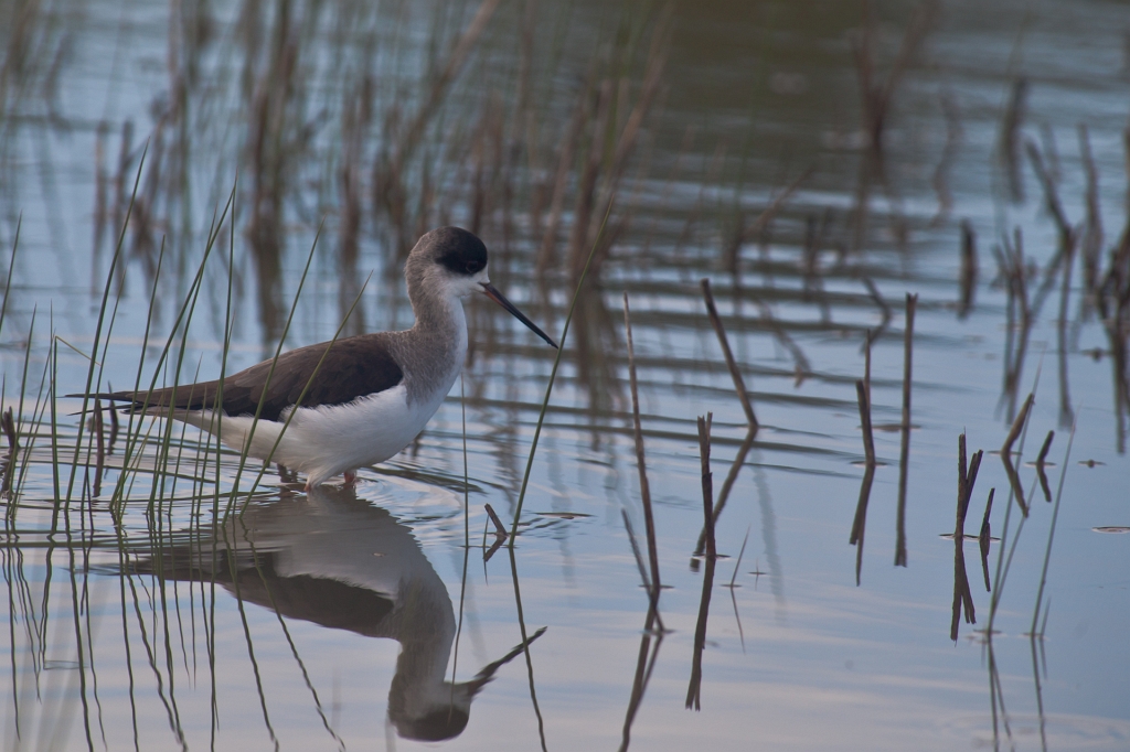 IMG_8918.jpg - encore